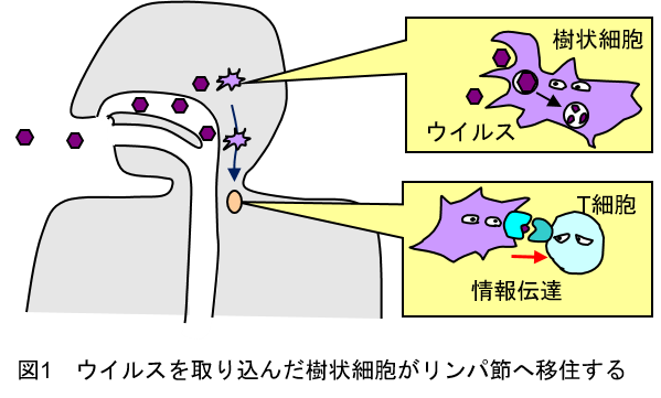 ウイルスに対する免疫応答の仕組み １ コロナ制圧タスクフォース