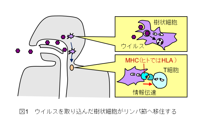 ウイルスに対する免疫応答の仕組み １ コロナ制圧タスクフォース