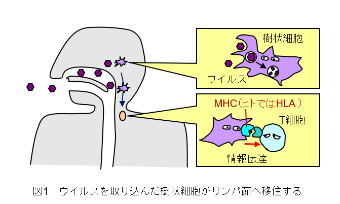 ウイルスに対する免疫応答の仕組み（1）│コロナ制圧タスクフォース