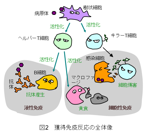 ウイルスに対する免疫応答の仕組み １ コロナ制圧タスクフォース