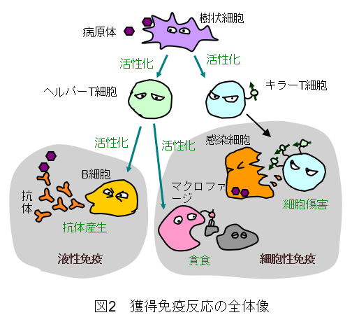 T 細胞 ヘルパー