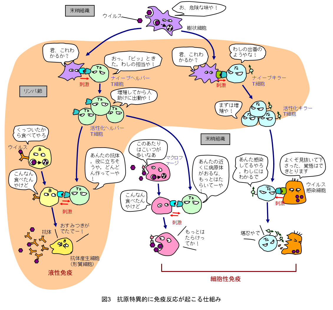 ヘルパー t 細胞 はたらく 細胞